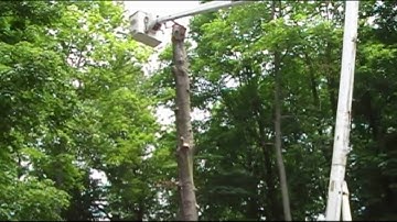 Don Shank Tree Trimming - Time Lapse Video - dropping a dead beech tree