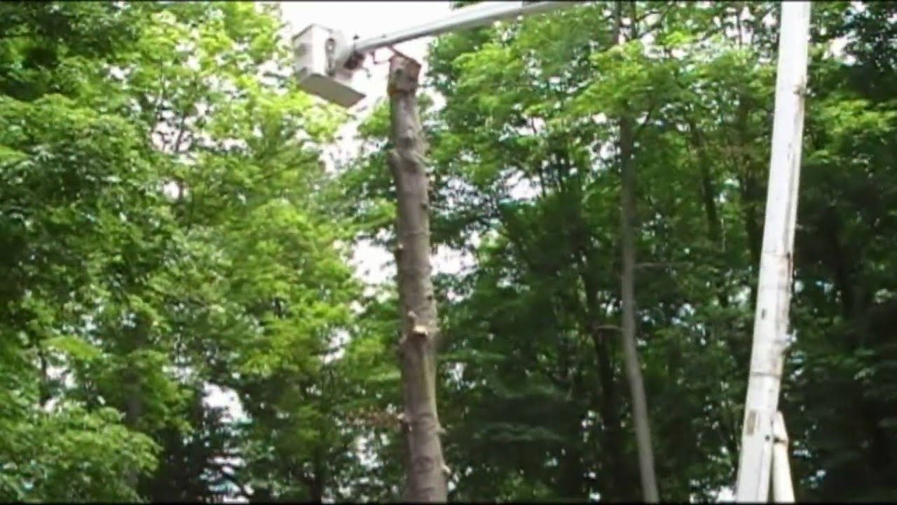 Don Shank Tree Trimming - Time Lapse Video - dropping a dead beech tree ...