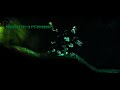 Rayman Legends segmented 1-2 ft:Bugs0987