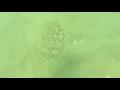 Setubal pesca  galapinhos  choco  sepia  underwater cuttlefish strike  music by  miditando