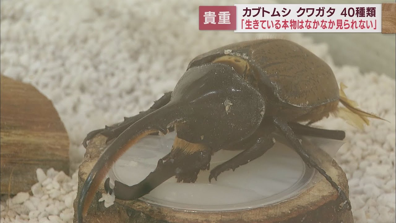 すごくかっこいい 世界最大のカブトムシやクワガタ 南米原産の珍種まで 静岡 御殿場市で企画展 Look 静岡朝日テレビ