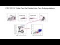 ImageStream and the challenge of distinguishing cell-cell complexes from singlet cells in FC