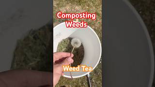 How to compost weeds? Weed Tea #homestead #garden #gardening