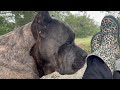 Cane corso challenges owner how i remind alpha dog who the pack leader is