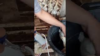 7000 ekor ayam disuntik