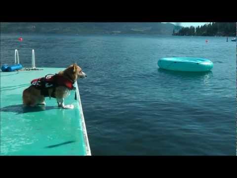 Corgi