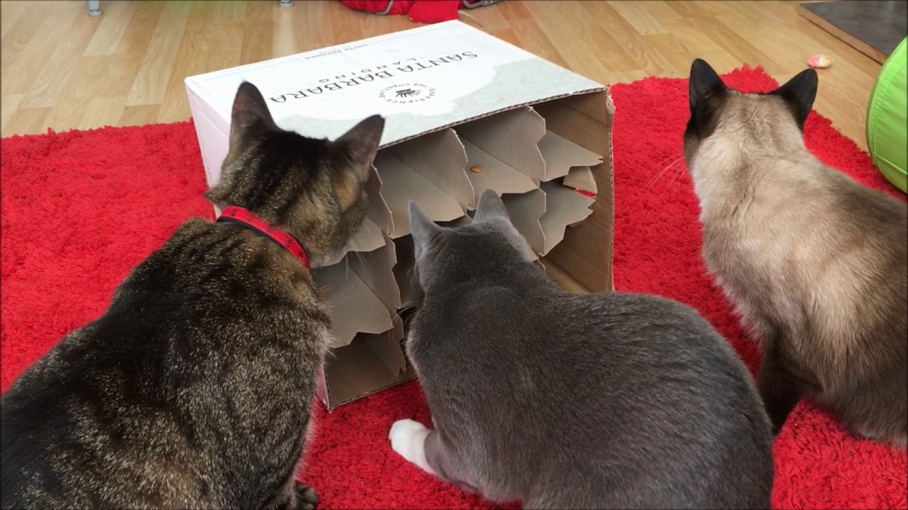Lynchee's DIY Food Puzzle : r/cats