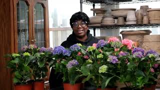 Rainy Garden Workday | Moving  Terra Cotta Flowerpots | Hydrangea Propagation // Garden Queen