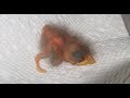 保護された鳥のヒナを獣医が育ててみた