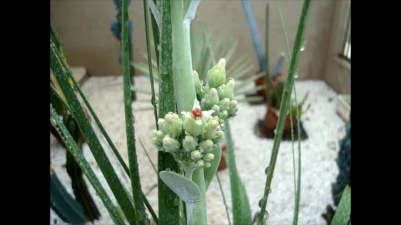 Orelha de Elefante abriu Flor - thptnganamst.edu.vn