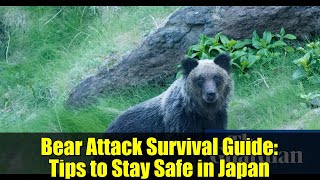 Bear Attack Survival Guide: Tips to Stay Safe in Japan