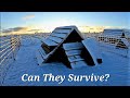 Can Our Goats Survive The Winter?