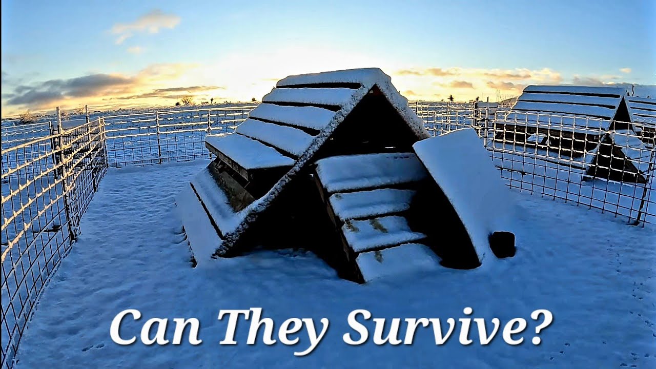 Can Our Goats Survive The Winter? YouTube