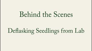 How to Deflask Seedling Orchids- Carter and Holmes Orchids