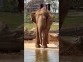 Elephants Physically Cannot Jump — It's Not About Weight
