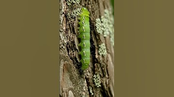 Tiny Legs, Big Journey: Caterpillar Climbing Up a Tree #insects #caterpillar #shorts
