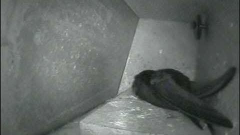 swifts 2010 - mating on the nest