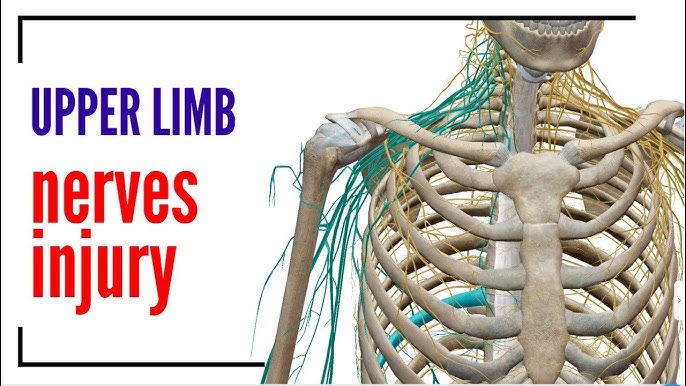 Ulnar nerve - MSK - Medbullets Step 1
