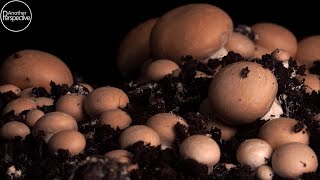 Growing Mushrooms at Home Time Lapse