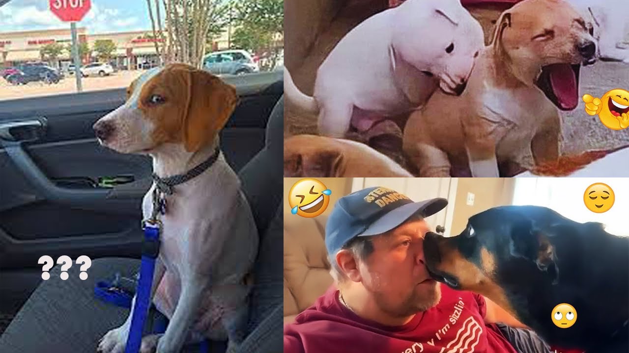 FUNNIEST DOG MOMENTS 2025 🤣 Try Not to Laugh Challenge! 🐶 #2