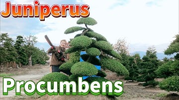 Pruning Juniperus Procumbens huge size in Japan Bonsai!