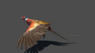 Pheasant Unity