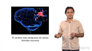 Daniel Colón-Ramos (Yale): Making Science Relevant (Spanish)
