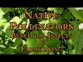 Native Pollinators Beneficial Insects & Farmscaping