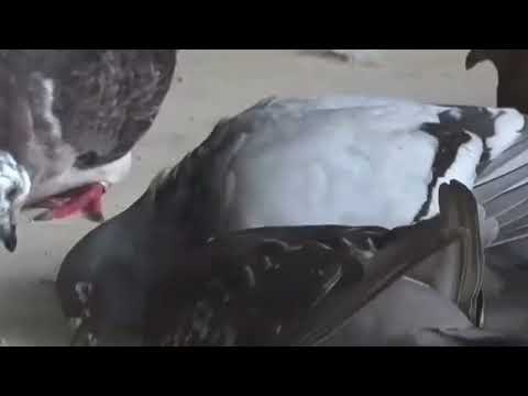 اقضي علي جميع انواع الديدان التي تصيب الحمام باستخدام بنداكس وتعرف علي الجرعة وطريقة العلاج