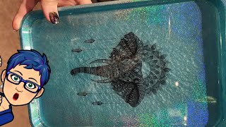 Let&#39;s make a large tray with a beautiful elephant temporary tattoo. Also a Let&#39;s Resin unboxing #439