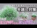『冬越し対策』PWユーフォルビアダイヤモンドフロストとPWユーフォルビアダイヤモンドスノーをコンパクトに冬越し