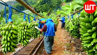 How Millions of Banana Harvested &amp; Processed | Banana Chips Factory🍌