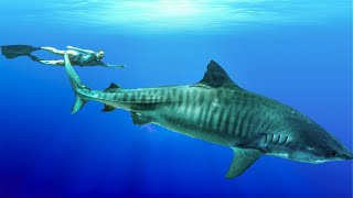 I Swam with TIGER SHARKS in French Polynesia