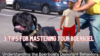 BOERBOEL MASTERY 3 Essential TIPS   #boerboelbreeders