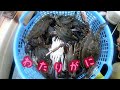 寄島のワタリガニ漁 ワタリガニが出てきたので、水島方面へ行ってみた went to mizusima to catch crabs