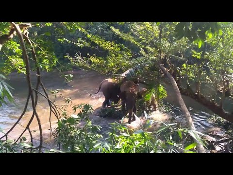 Baby Elephant Rescued from Mud Hole || ViralHog