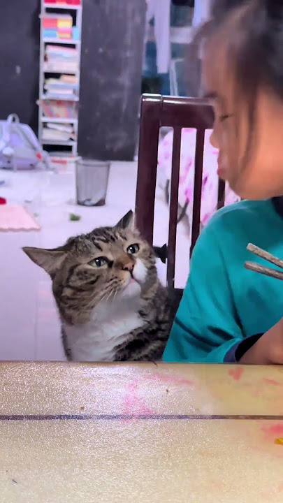 Cat: Human, you have deceived my feelings for you!!#cat #catshorts #catvideos