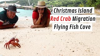 Christmas Island, Red Crab Migration Season...Red Crabs Everywhere!