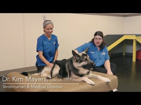 big-barker-case-study-with-dr-kim-mayers-of-animal-therapy-center