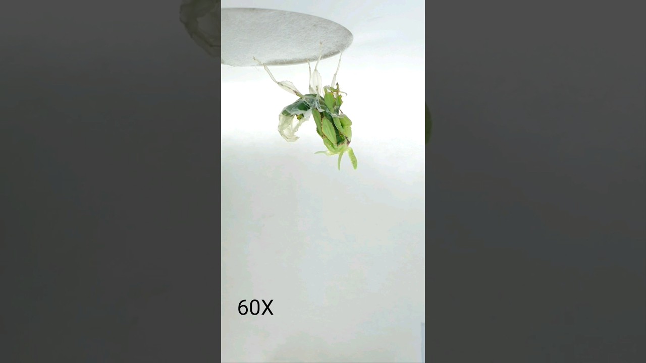 Cryptophyllium sp. 'Xishuangbanna' molting