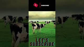 Cow Sound Effect Fx