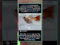 MOST SATISFYING BIRTH! 🐟🍼 Watch 100 Babies Pop Out in Real Time! (Guppy Life Cycle)#Guppy #Wildlife