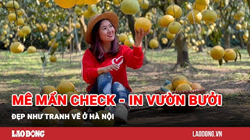 Mê mẩn check - in vườn bưởi đẹp như tranh vẽ ở Hà Nội | Báo Lao Động
