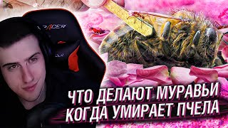 Hellyeahplay смотрит: Что Делают Муравьи, Когда Умирает Пчела?