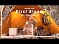 First Bloom Camping Welcoming Spring in Chilly Woods #camping #MinutesCamp