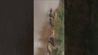 Elephants crossing river at Maasai Mara