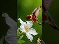 Hummingbird Over Flowers  #hummingbird  #flowers #relax