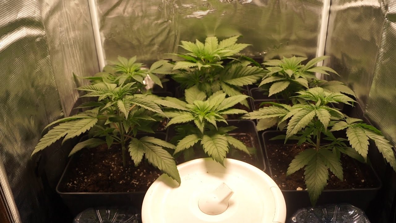 Cultivo Marihuana Indoor LED Con Mi Hermano #4 | MarsHydro SP3000