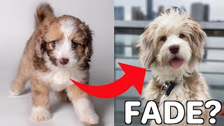Why Your Dog’s Coat Color Fades Over Time (Especially Poodle Mixes)