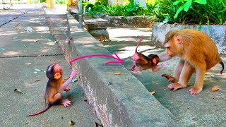 Ho God...now Tiny Baby Monkey Sariki Started Ups-Et With Mom Sarika Again.